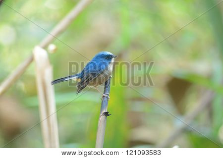 Slaty-blue Flycatcher (bird Perching On Branch)