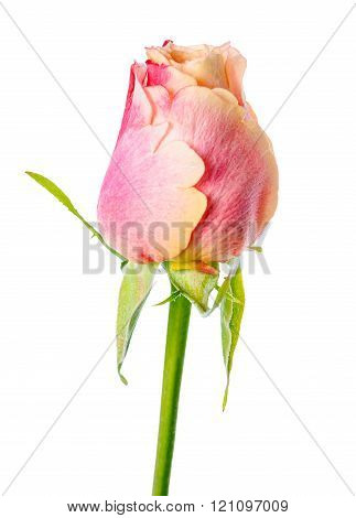 Close Up Of Abstract Romantic Beautiful Yellow And Pink Rose Flower Bud Is Isolated On White Backgro