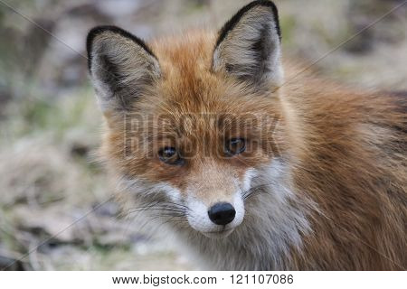 close up of the face of a begging fox