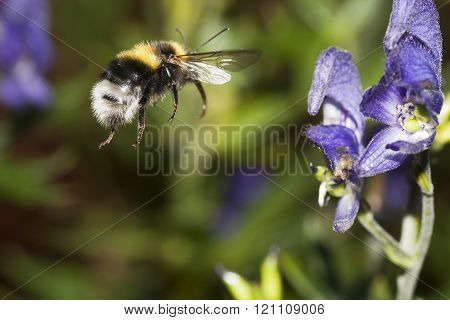 bumble bee in flight