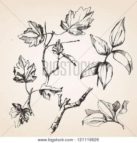 Hand drawn sketches of plants. Vector elements.