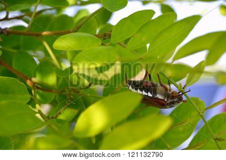 Beetle. Chafer. Brown chafer closeup. Chafer hung on a tree.