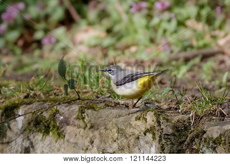 Grey Wagtail (motacilla Cinerea) on stone wall
