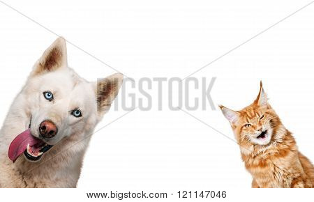 Dog and cat