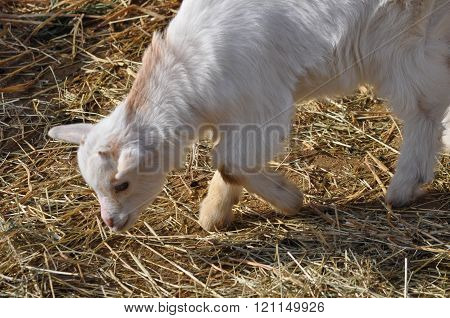Goat Mammal Animal
