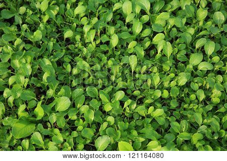 green choysum plants in growth at garden