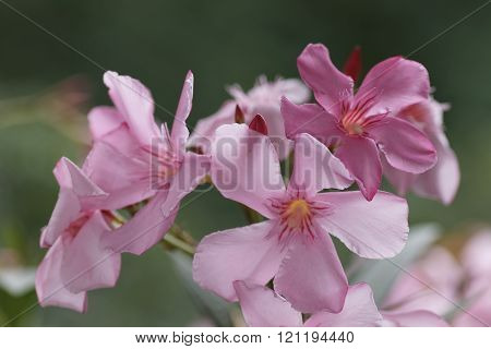 Oleander