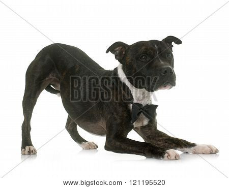 bow of staffordshire bull terrier in front of white background
