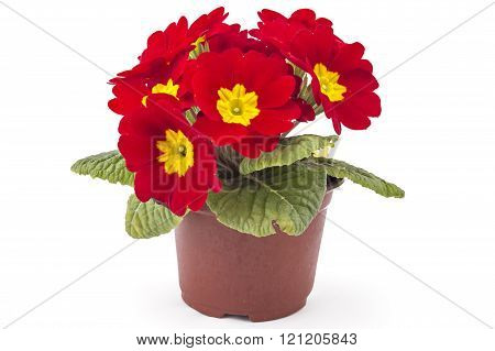 Primroses, Primula Polyanthus