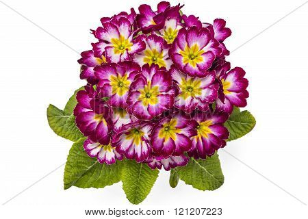 Primroses, Primula Polyanthus