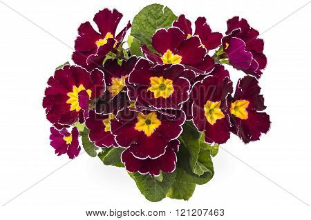 Primroses, Primula Polyanthus