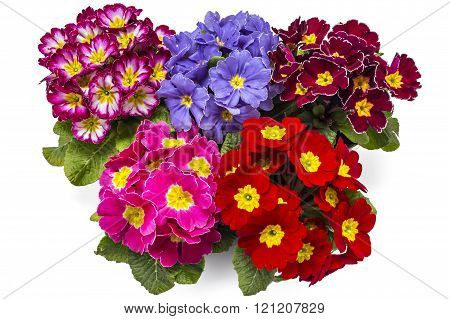 Primroses, Primula Polyanthus