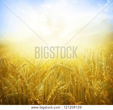Wheat field.Yellow wheat ears field background