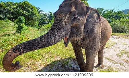Elephant shows his long snout and trumpets