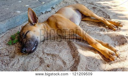 Typical young thai ridgeback dog relaxing in the sand and sleeping with shut eyes in the shadow of the midday sun