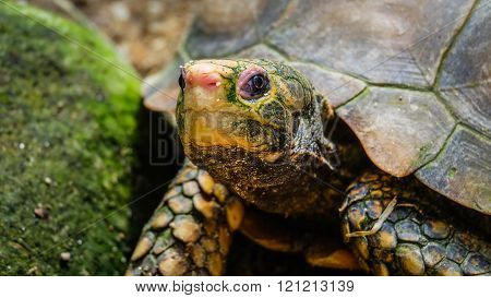 Turtle head closeup