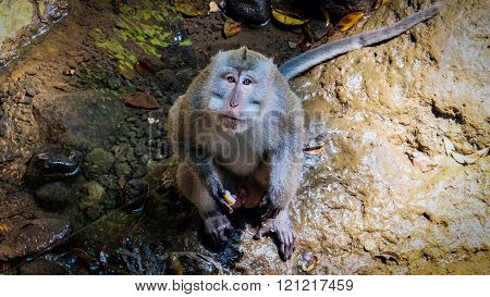 Monkey looking into observers eye