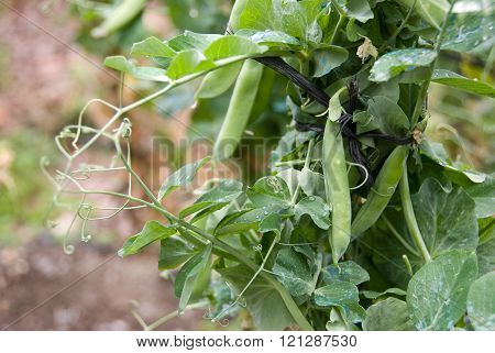 Plant vegetable Pea Green. Axarquia, Malaga, Andalusia.