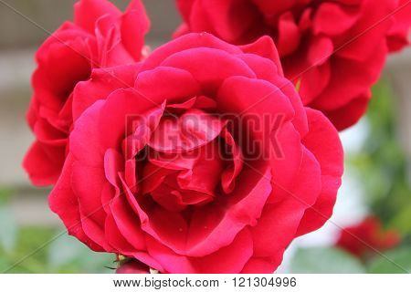 Blooming Red Rose from my Garden