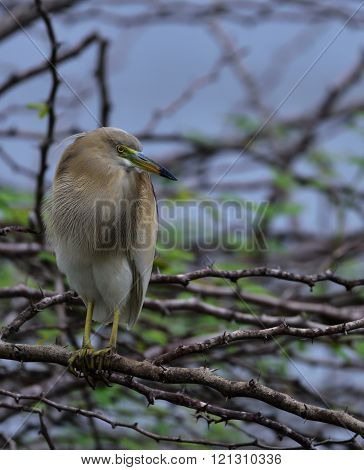 Indian Pond Heron