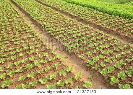 variety vegetable plants in growth at vegetable garden