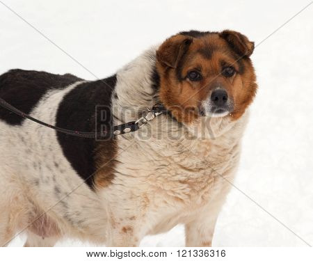 Red black and white mongrel dog standing on white snow