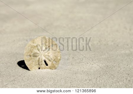 Sand Dollar At Beach Background