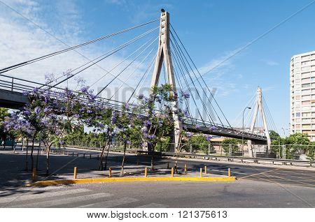 Jacarandas In Bloom Near The Huerfanos Footbridge - Santiago, Chile