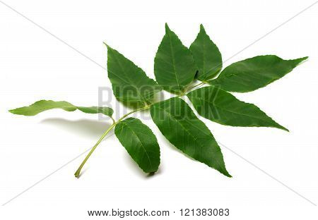 Green Ash-tree Leaf
