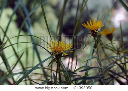 Salsify flowers