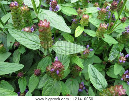 Common self-heal, Prunella vulgaris