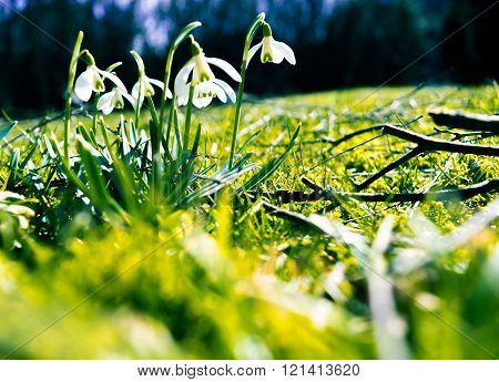 snowdrops spring meadow gardening outdoor flowers spring
