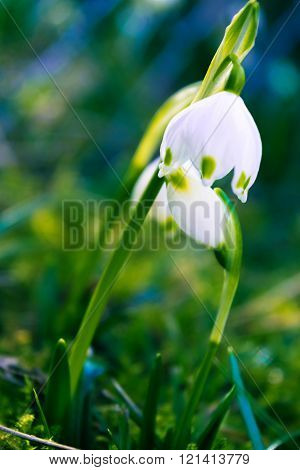 Snowdrops