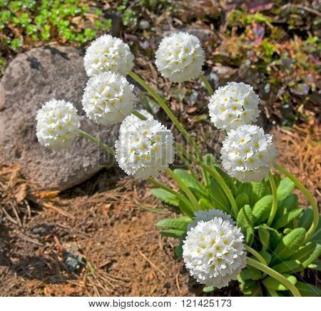 Primula Denticulata