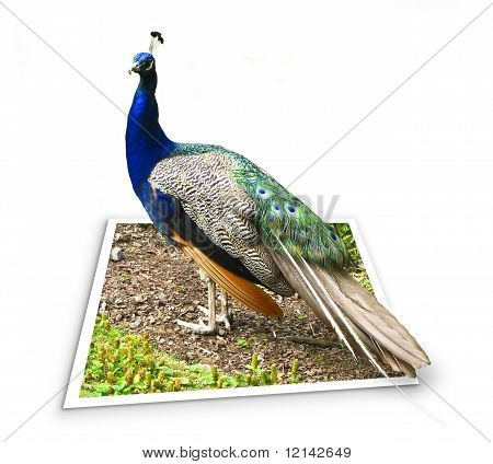 Peacock