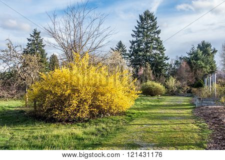 Yellow Bush - Blue Sky