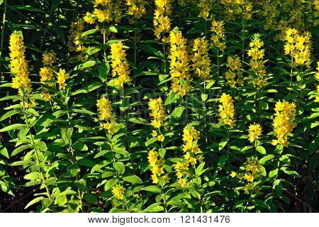 Lysimachia Vulgaris Closeup