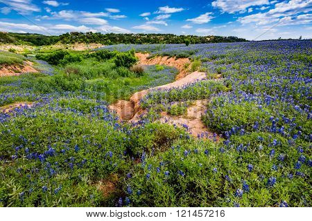 Wide Angle View Of Famous Texas Bluebonnet (lupinus Texensis) Wildflowers