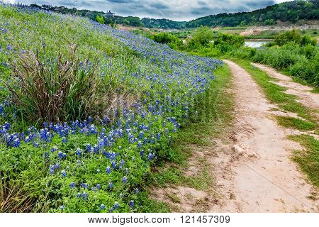 Old Dirt Road In A Field Of Texas Bluebonnet Wildflowers