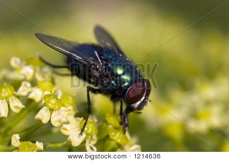 Fly