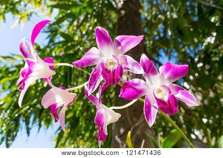Beautiful Purple Orchid