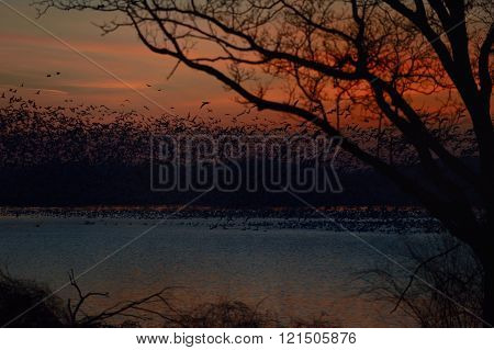 Snow Geese migration
