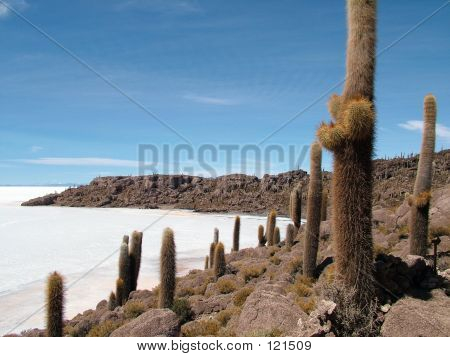 Reus Cactus