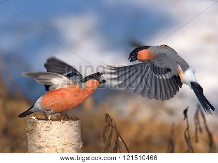 Spring Battle Of Two Male Bullfinches