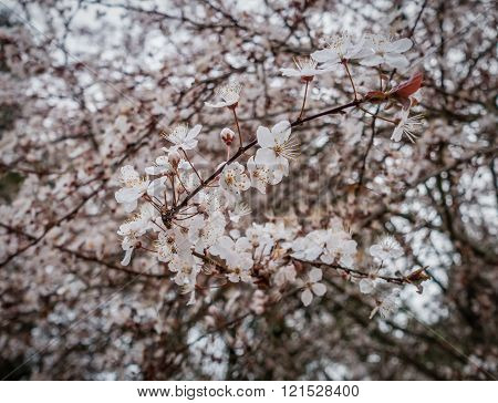 Cherry Blossoms Closeup