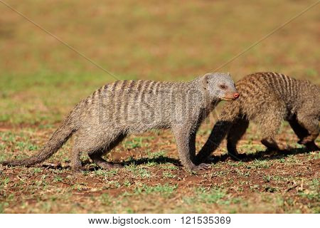 Banded mongooses (Mungos mungo), southern Africa 