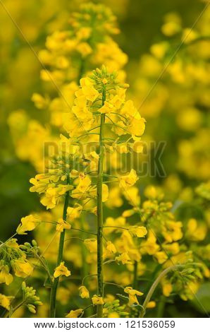 Rapeseed spring flowers