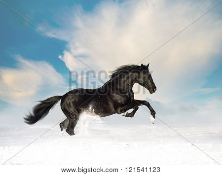 Black Horse Run In The Snow