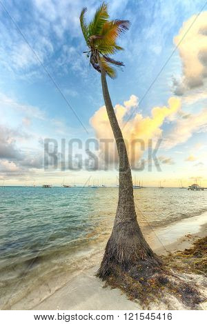 Sunset over a single palm tree at Anse Champagne beach in Saint Francois, Guadeloupe, Caribbean
