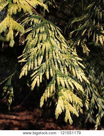Thuja plicata 'Zebrina'